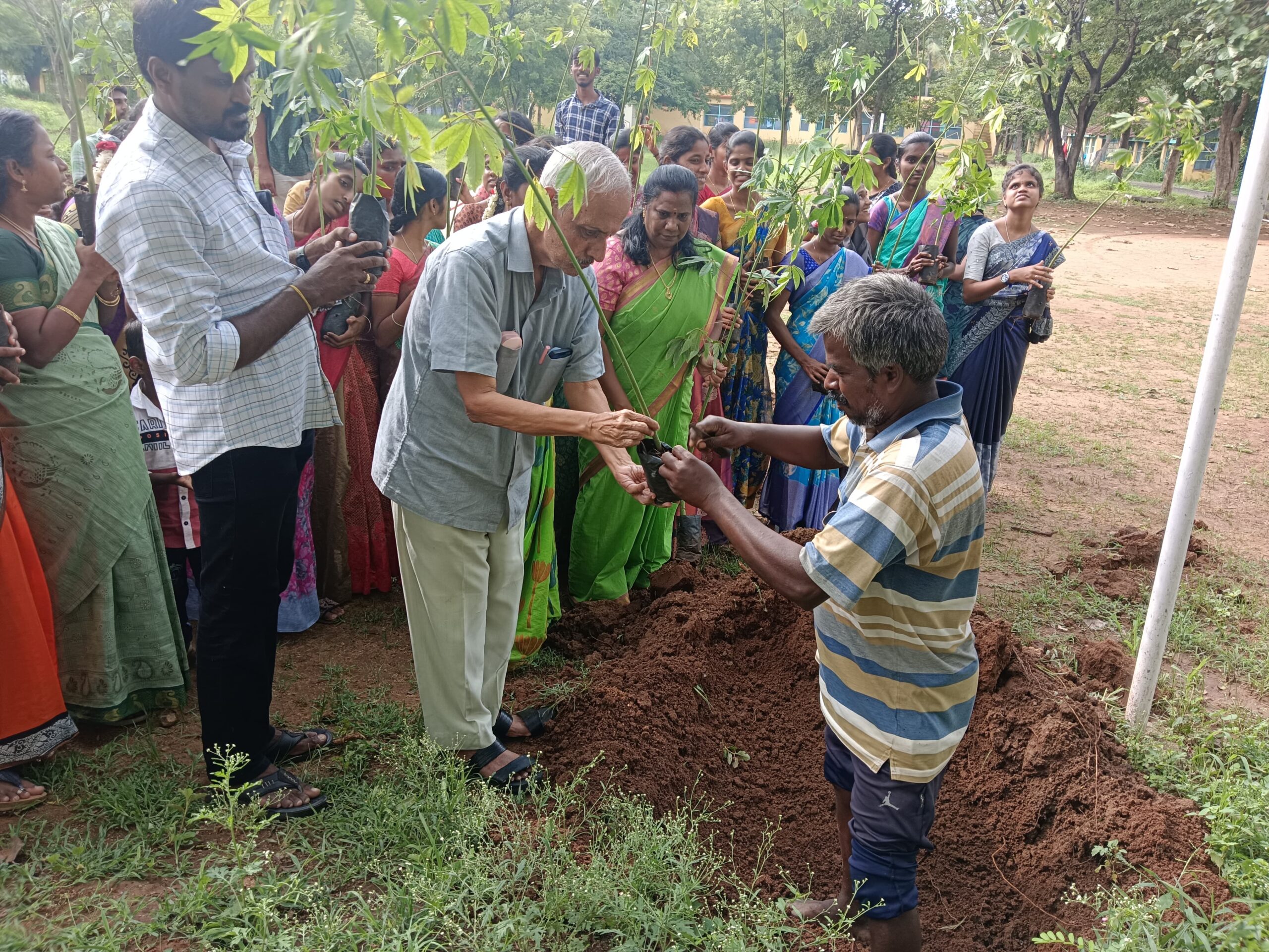 Kapak Tree Saplings